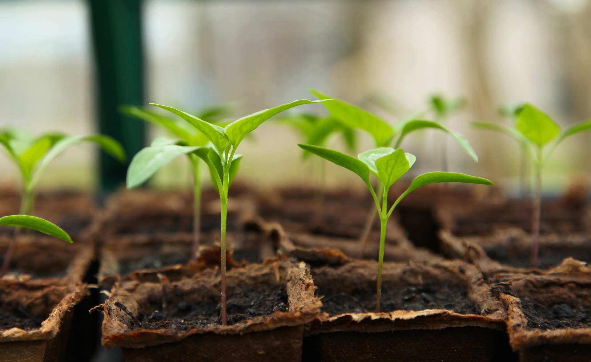 Seedlings in square soil pots.