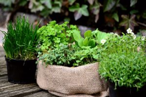 herbs in pots on a table 