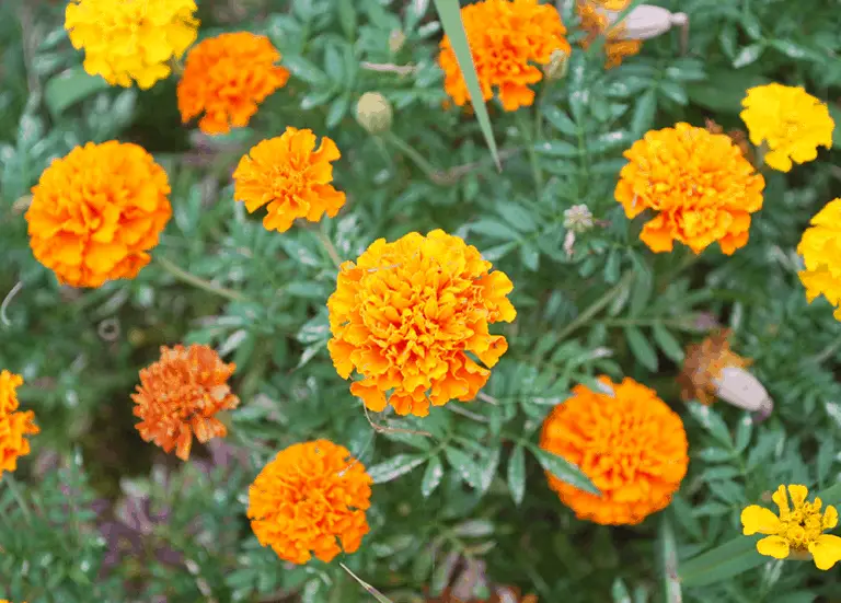 Marigolds aren't just pretty, they repel mosquitos and provide food for valuable pollinators!